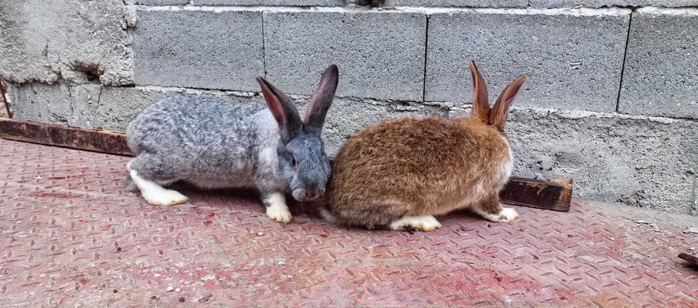 Зайци на различна възраст