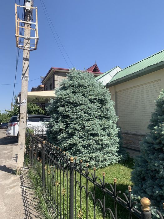 Бельгийский голубой ель¹