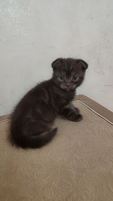 Котёнок шотландец