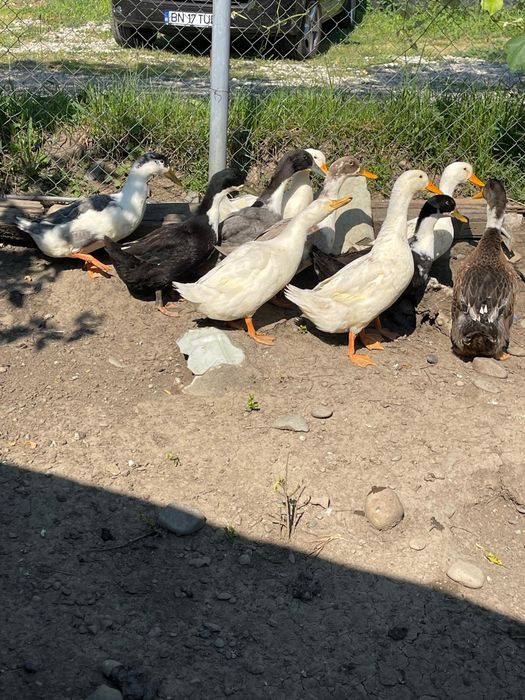 Găini de casa și rate. Ținute cu malai și faina bio  sunt foarte frumoase și se oua  sunt de anul  acesta sunt tinere