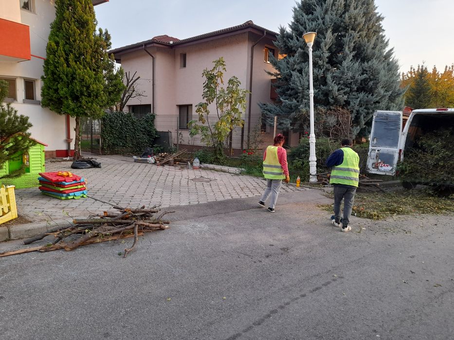 Taiere copaci defrisari toaletare curățare terenuri poze pe watap