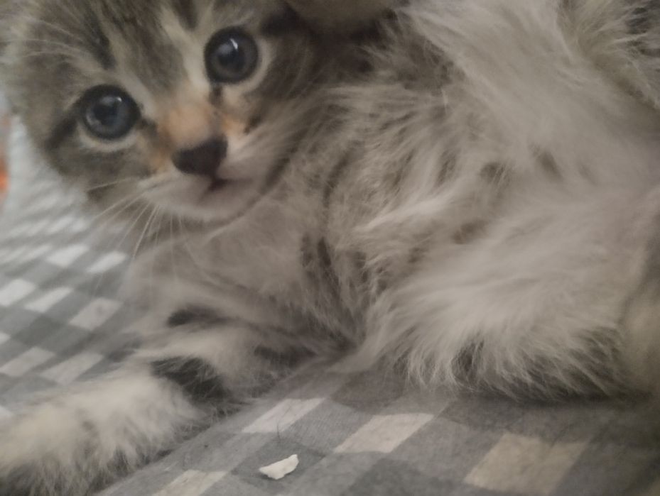 Отдам котят в добрые руки