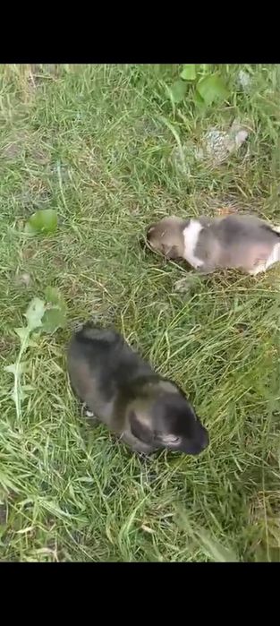 Щенки звонки 1,5 месяца