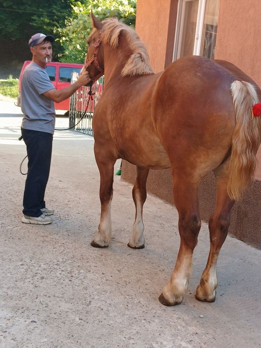 Manza de 2 ani frumoasa cuminte