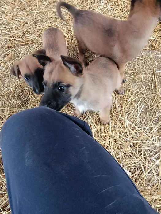 Белгийка овчарка-Малиноа