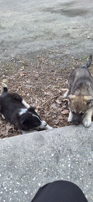 Отдам щенков БЕСПЛАТНО!