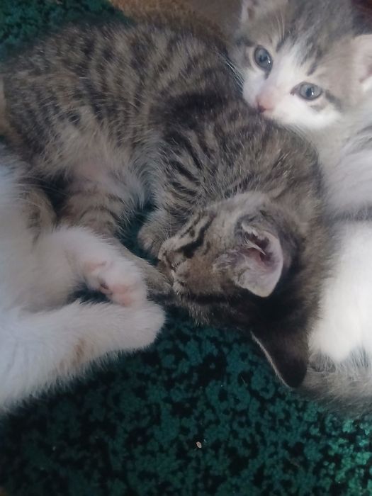 Домашние животные. Котята