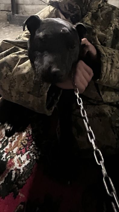 продам питбул 6 мес