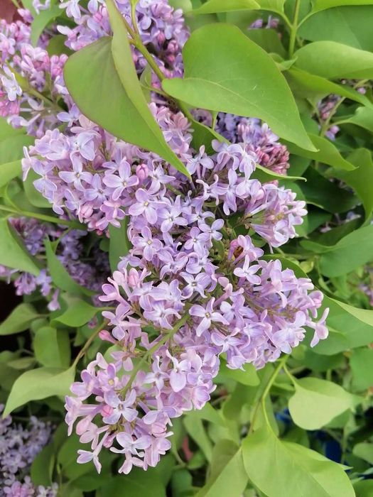 Продам садовые растения