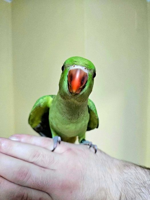 Puișori Micul Alexander ( Psittacula krameri )