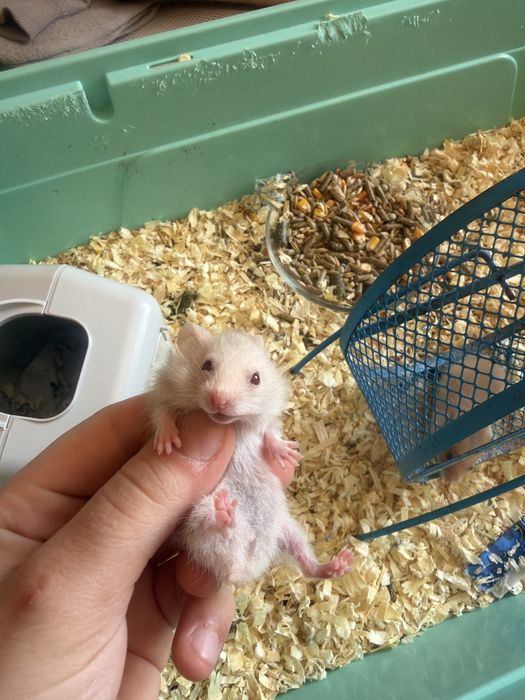 8 pui de hamsteri sirieni