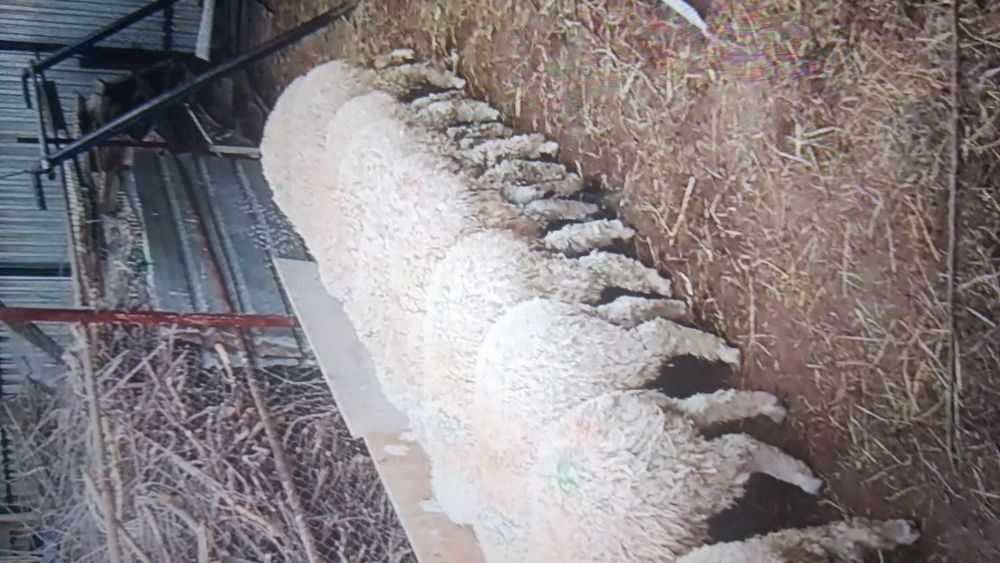 Коилар сатылады семиз кошкар