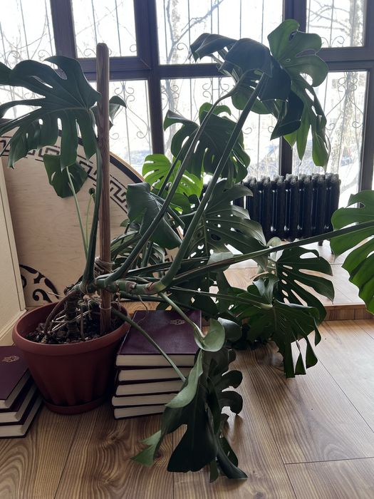 Продается Монстера комнатная большая