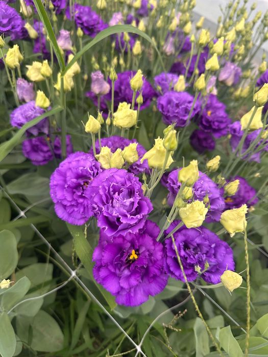 Lisianthus flori tăiate de vânzare