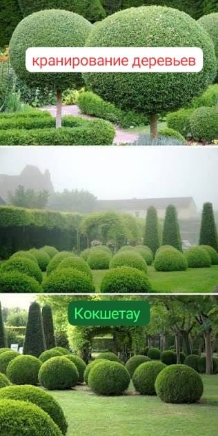 Кронирование пил обработка деревьев