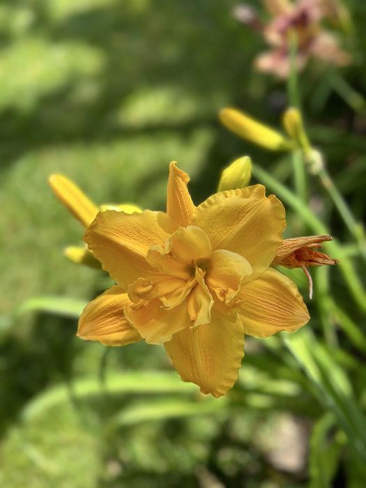 Хемерокалиси