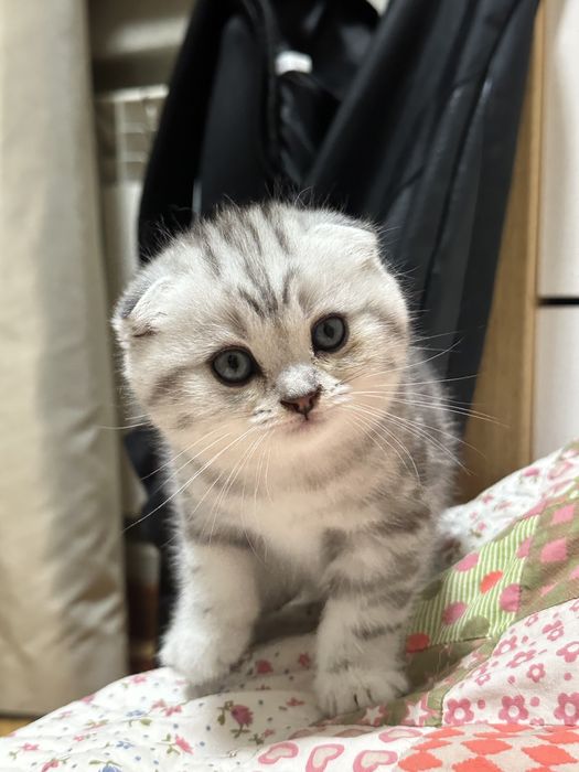 Шотландские котята!