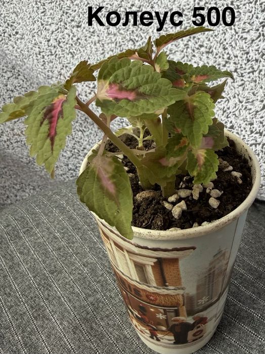 Комнытные цветы.