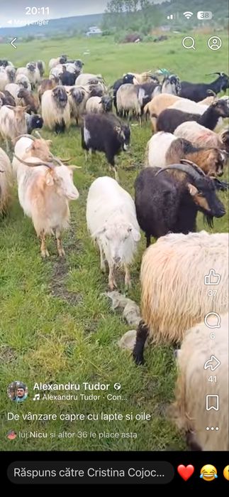De vanzare oi, capre si cai