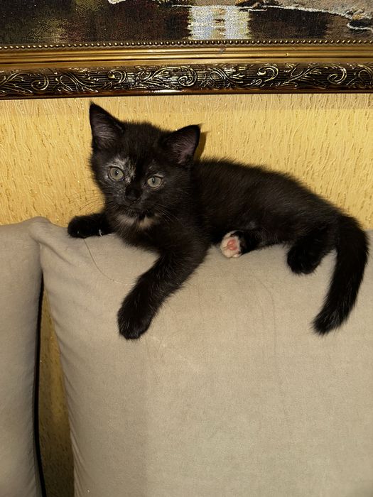 Отдам котенка скотиш страйт