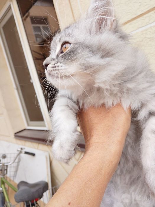 Котёнок на продажу