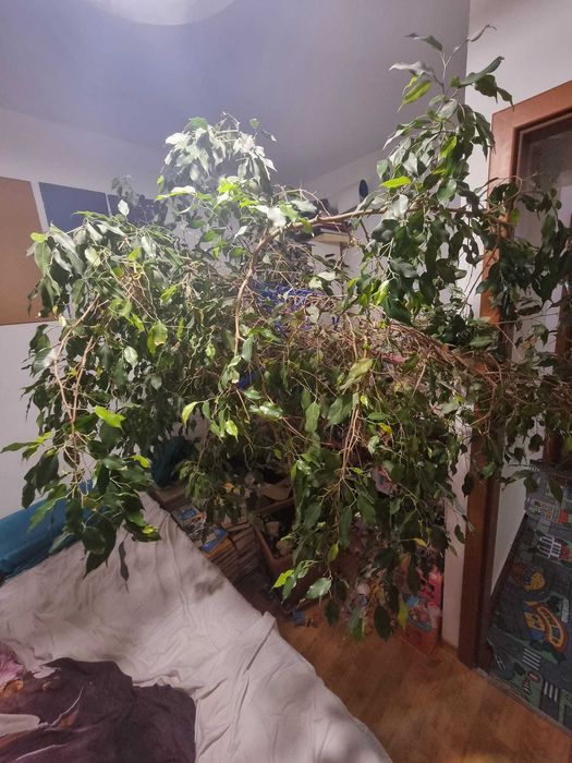 Vand Ficus benjamina, inaltime 2 metri