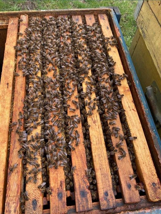 Familie albine puiet 4-5 rame