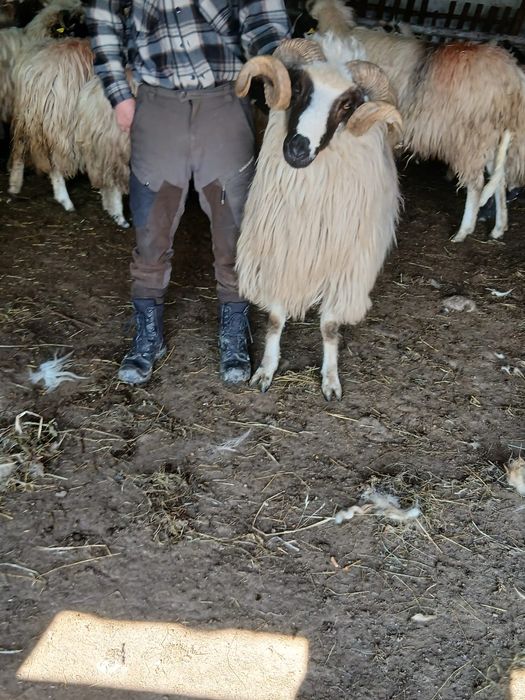 Vand berbeci breji