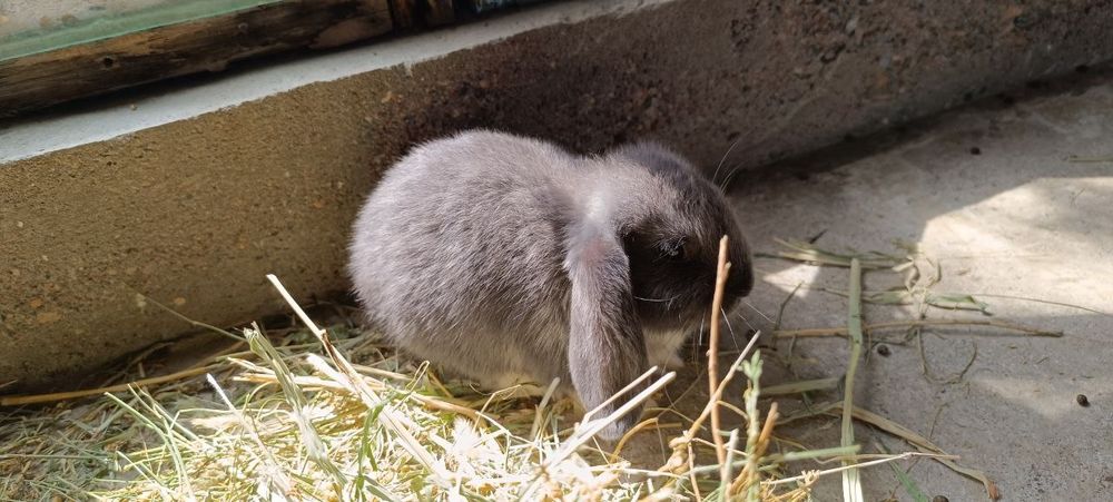 Карликовый баран (декоративные кролики)