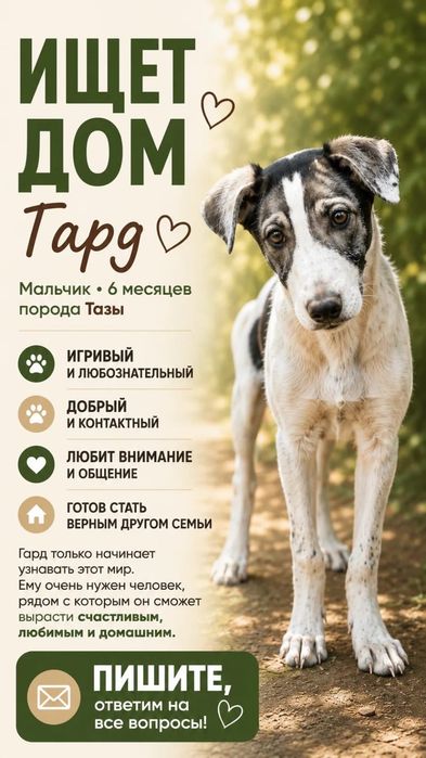 Щенок тазы метис ищет дом