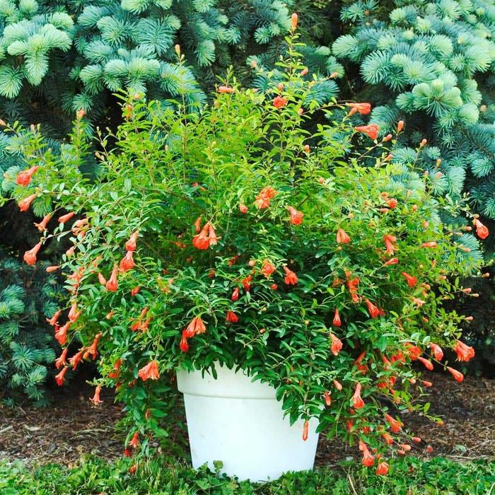 Мини НАР  - Punica Granatum Nana