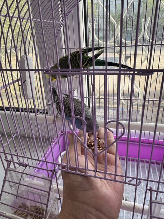 Продам волнистых попугаев