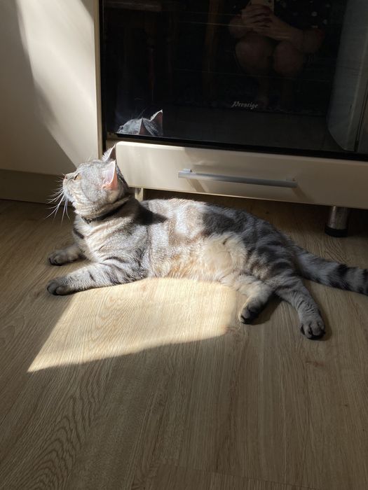 Кот шотландский вязка!