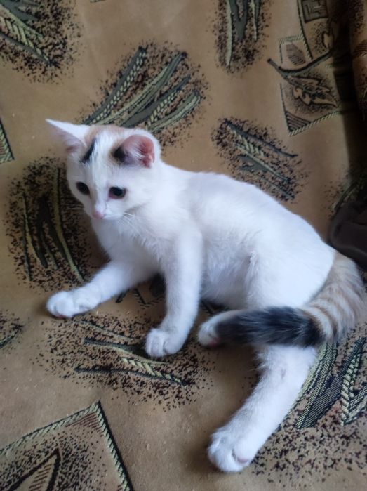 Котёнок девочка 4месяца