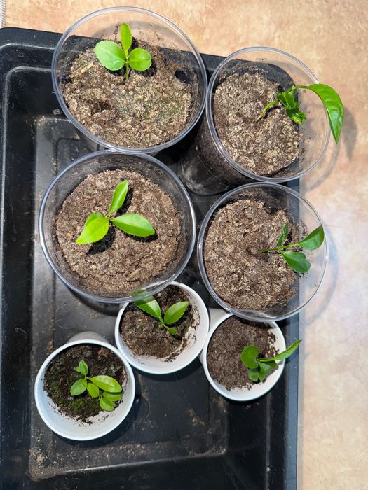 Мандаринки по 200 тенге