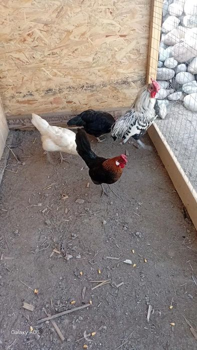 Продам карликов.