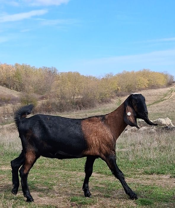 Vând capre Anglo Nubiene cu certificat de origine