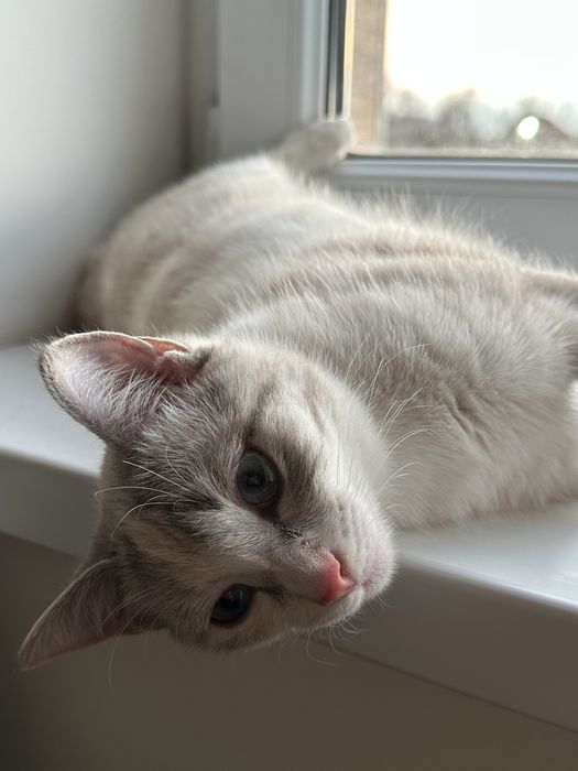 Отдам кошку в хорошие руки