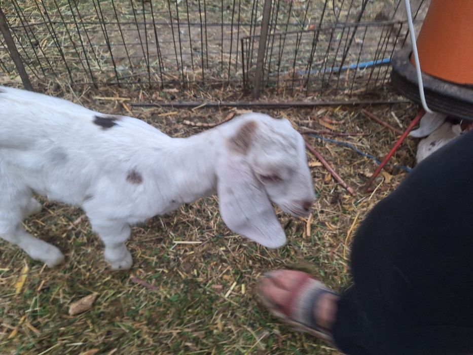 Vind iedut angol nubien femele