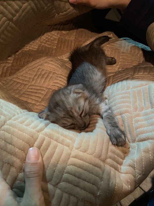 котенок мальчик