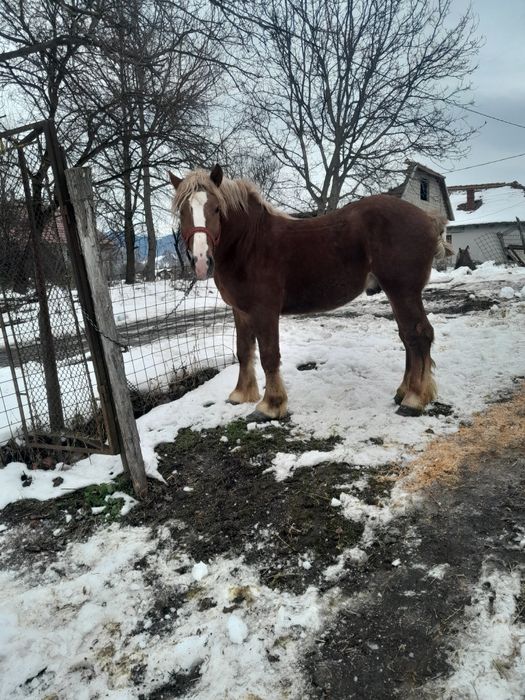 Vând mânz de 2 ani