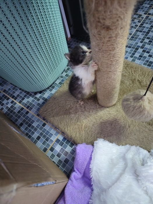 Отдам в добрые руки. Котят.