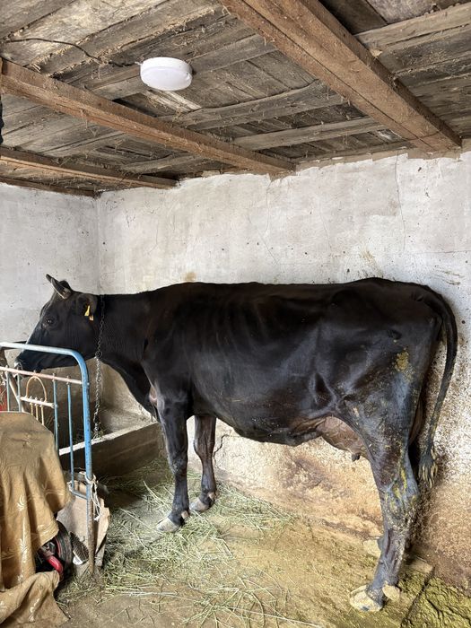 Продается корова породы Немка