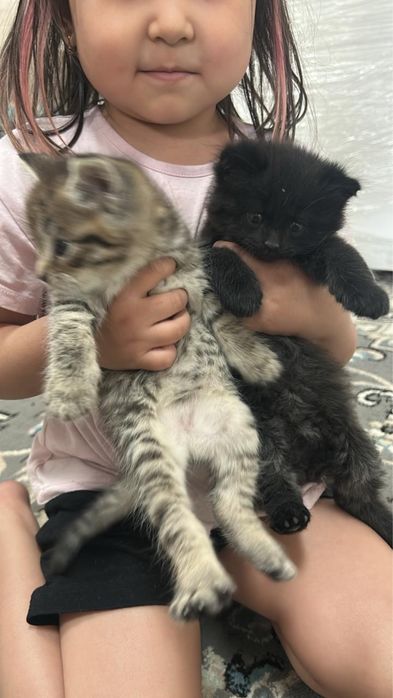 Отдам даром котят