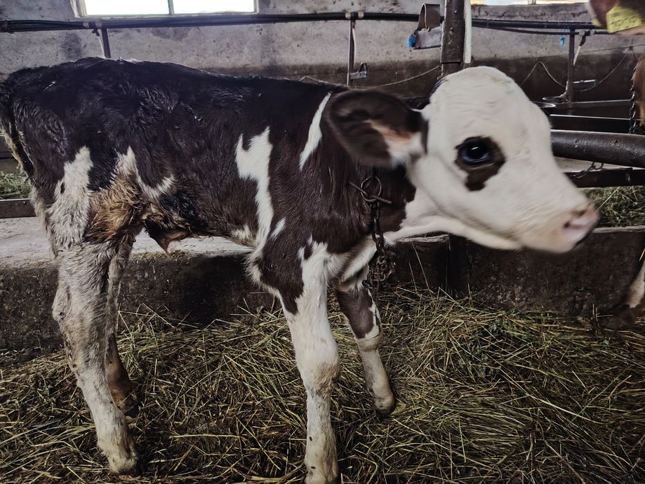 Vând viței, mai multe detalii la nr. Tel. 0770517047