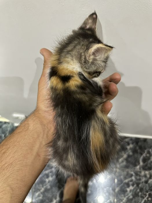 Подарявам котенца