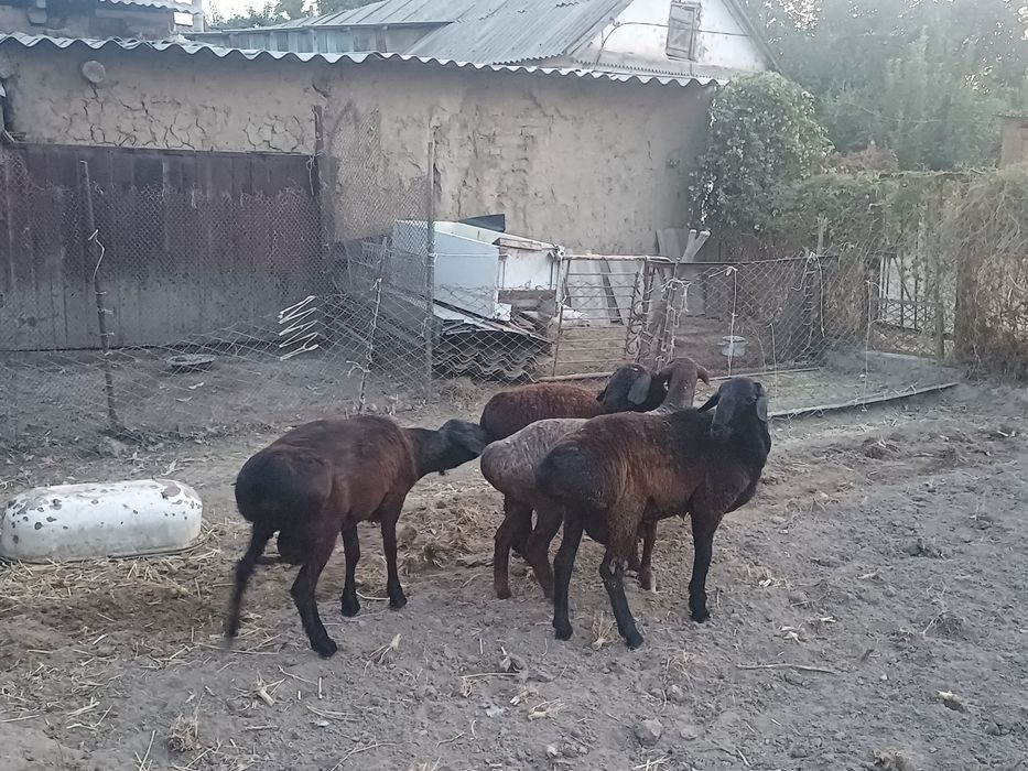 Қошқарлар сатылады