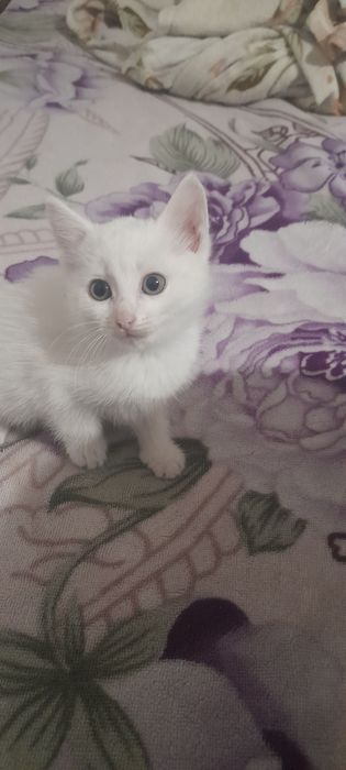 Отдам котят в добрые руки девочки