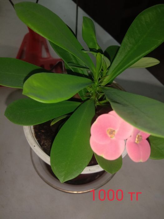 Продам лавровый лист