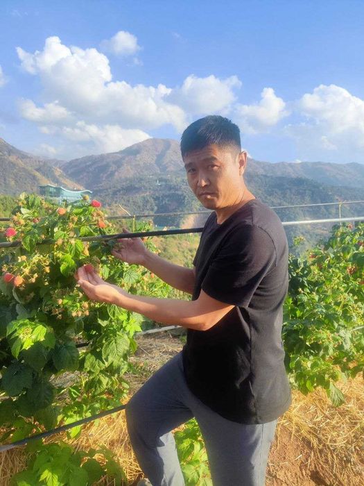 Малина Делнива Полша ремонтант нави.Делнива польский ремонтантный сорт